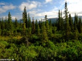 Old Denali Highway...