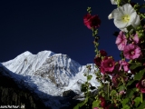 Gangapurna 7455 m.n.m.