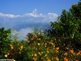 Machapuchre 6993 m.n.m...