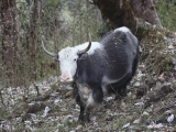 Annapurna_BC_01 (36)