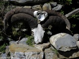 Annapurna-119