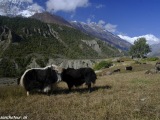 Annapurna-137