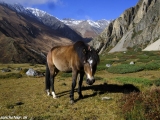 Annapurna-479
