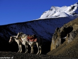 Annapurna-544