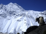 Annapurna-784