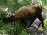 Takin - bhutánske národné zviera...