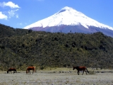 Equator_0003