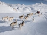 2_The-dogs-fanning-out-in-front-of-the-dog-sled-in-East-Greenland-between-Sermilik-and-Tasiilaq