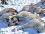 Gronsko_10