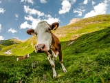 grossglockner-strecha-rakuska_118