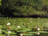 80_Rio-Dulce