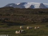 Island-1077