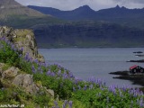 Island-268