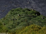 Island-462