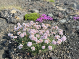 Island_62