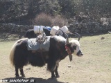 Yak...