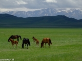 Kazachstan_Kirgistan-1132