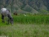 Kazachstan_Kirgistan-879