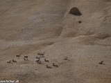 Ladakh-209