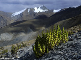 Ladakh-250
