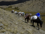 Ladakh-447