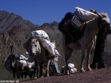 Ladakh-654