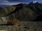 Ladakh-895