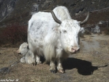 Langtang-067