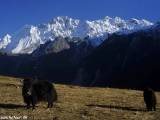 Langtang-190