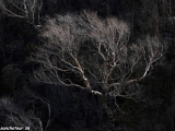 Langtang-222