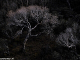 Langtang-224