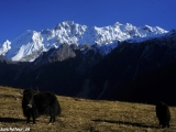 Langtang-340