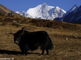 Langtang-390