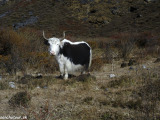 Langtang-147