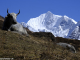 Langtang-195