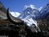 Langtang-222