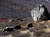 Langtang-224
