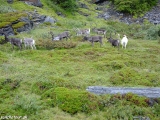 A sobi ,,live,, na ceste na Nordkapp...