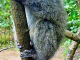 Lemury na dosah - rezervacia Vakona