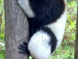 lemur,rezervacia Vakona