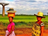 Alee de Baobab je len jedna