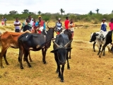 Zebu market ...