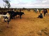 Zebu market