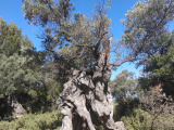 Malorka_42