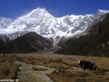Manaslu-620