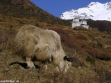 Manaslu-715