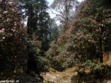 Manaslu-948