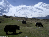 Manaslu-220