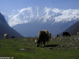 Manaslu-340
