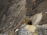 Manaslu-435